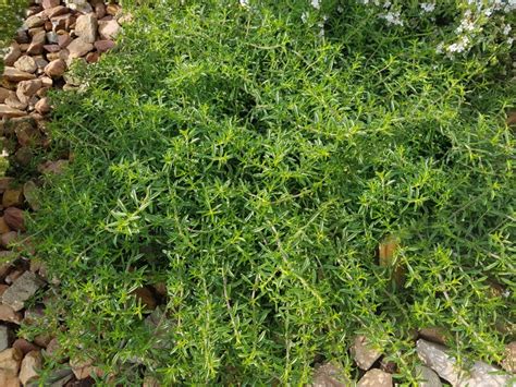 Creeping Savory Seeds: Sprinkling Magic on Your Garden's Pathways